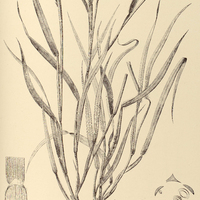44. ANTHEPHORA elegans.