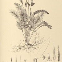 45. OLYRA I. polypodioides, II. floribunda.