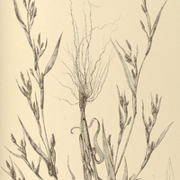 46. MANISURIS granularis.