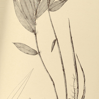 47. PARIANA intermedia.