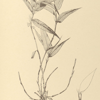48. EREMITIS monothalamia.