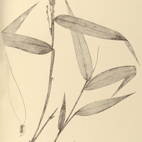 49. PANICUM Trichidiachne.