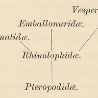 [Pteropodidae]