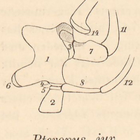 Pteropus, juv.