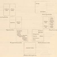 [Palaeochiroptera]