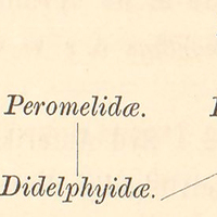 [Didelphyidae]