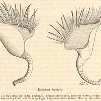 Echidna hystrix. Venstre ydre Ore set fra Indersiden og fra Ydersiden. Bruskpladerne lyse, Hinderne…