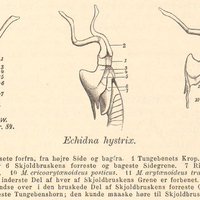 Echidna hystrix. Tungeben og Strubehoved sete forfra, fra hojre Side og bagfra. 1 Tungebenets Krop…