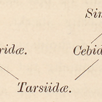 [Tarsiidae]