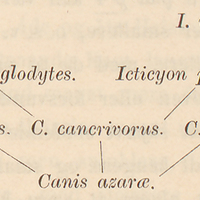 Canis azarae