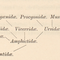 [Hyœnodontidae]
