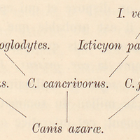 Canis azarae