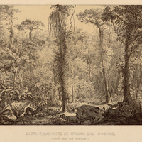 SILVA PRIMITIVA IN SERRA DOS ORGAOS, PROV. RIO DE JANEIRO.