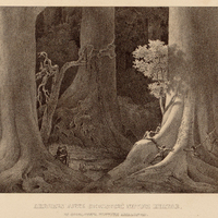 ARBORES ANTE CHRISTUM NATUM ENATAE, IN SILVA JUXTA FLUVIUM AMAZONUM.