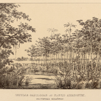 INSULAE SABULOSAE IN FLUVIO AMAZONUM, PROVINCIAE PARAENSIS.