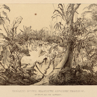 PARASITI CADUCI GRANDIUM ARBORUM PERNICIES, IN PROV. RIO DE JANEIRO.