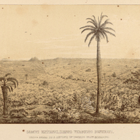 CAMPI EXTENSI, DENSO VIRGULTO CONTECTI, PROPE SERRA DE S. ANTONIO IN DESERTO PROV. Minas Gerais.