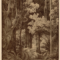 SILVA IN MONTE CORCOVADO PROPE SEBASTIANOPOLIN, PROV. RIO DE JANEIRO.