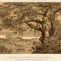 ARTOCARPUS INTEGRIFOLIA, E CUJUS UMBRA S. SEBASTIANI SINUM ET URBEM CONSPICIS.