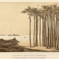 PALMETUM MAURITIAE FLEXUOSAE IN INSULA PAUTINGA ARCHIPELAGI PARAENSIS.