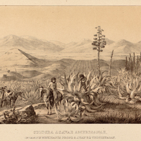 CULTURA AGAVAE AMERICANAE, IN CAMPIS MEXICANIS PROPE S. JUAN DE TEOTIHUACAN.