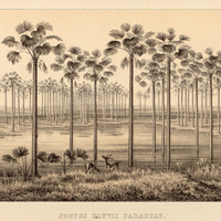 Fontes fluvii Paraguay
