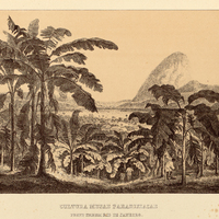 CULTURA MUSAE PARADISIACAE PROPE URBEM RIO DE JANEIRO.