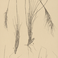 1. I. URACHNE setosa ; II. STIPA intermedia.