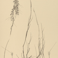 2. STIPA papposa.