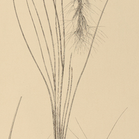 3. ARITSTIDA complanata.