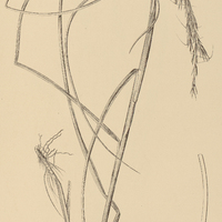 4. ARISTIDA subaequans.