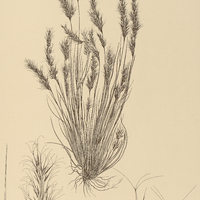 5. ARISTIDA Sanctae Luciae.