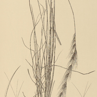 6. ARISTIDA riparia.