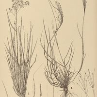 7. AGROSTIS I. compressa, II. Montevidensis.