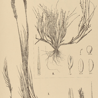 8. VILFA I. virginica, II. ciliata var. ?. subfasciculata.