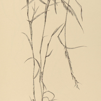 9. MÜHLENBERGIA diffusa.