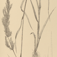 11. POLYPOGON elongatus.