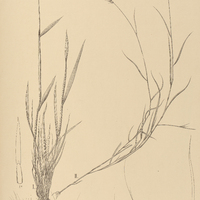 12. I. POLYPOGON Monspeliensis ; II. AEGOPOGON geminiflorus.
