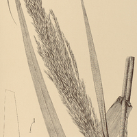 13. ARUNDO Donax.