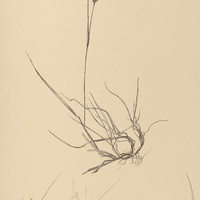 16. CALAMAGROSTIS Beyrichiana.