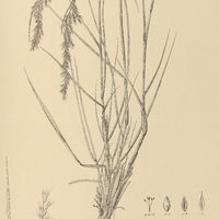 17. PAPPOPHORUM mucronulatum.