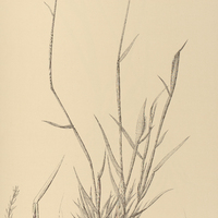 18. CHLORIS virgata.