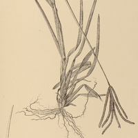 19. CHLORIS Bahiensis.