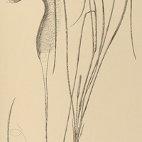 20. CTENIUM cirrhosum.