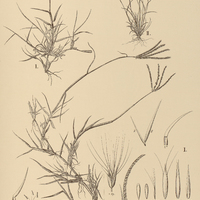 20. I. EUTRIANA multiseta ; II. MICROCHLOA setacea ; III. CYNODON Dactylon.