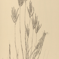21. MONOCHAETE fastigiata.