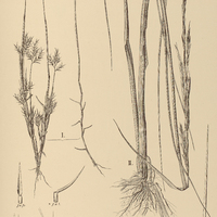 23. I. GYMNOPOGON pullulans ; II. SPARTINA Brasiliensis.