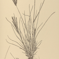 24. ELEUSINE indica.