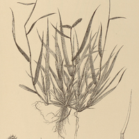 25. DACTYLOCTENIUM mucronatum.