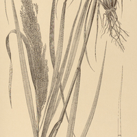 26. LEPTOCHLOA floribunda.